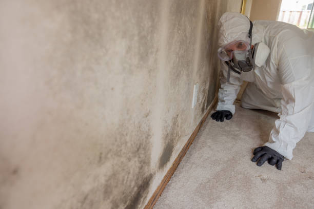 Best Environmental Consulting for Mold Prevention  in Cutten, CA